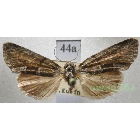 Cryphia fraudatricula (Hübner, 1803) Czech44a